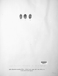 Lophodermium maculare image